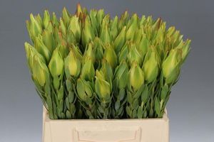 LEUCADENDRON PROCERUM 60